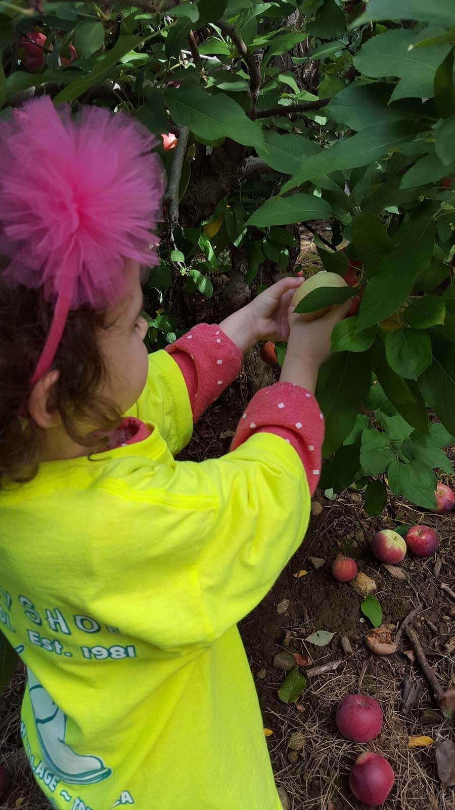 Picking Apples