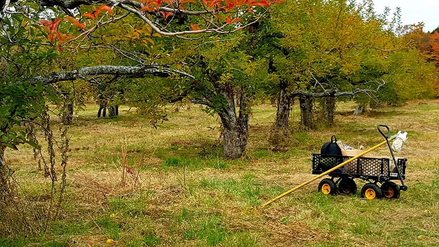 NYC Apple Picking