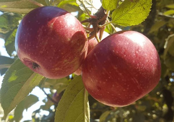 4 מקומות מקסימים לקטיף תפוחים | סתיו בניו יורק